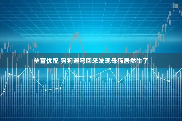 垒富优配 狗狗遛弯回来发现母猫居然生了